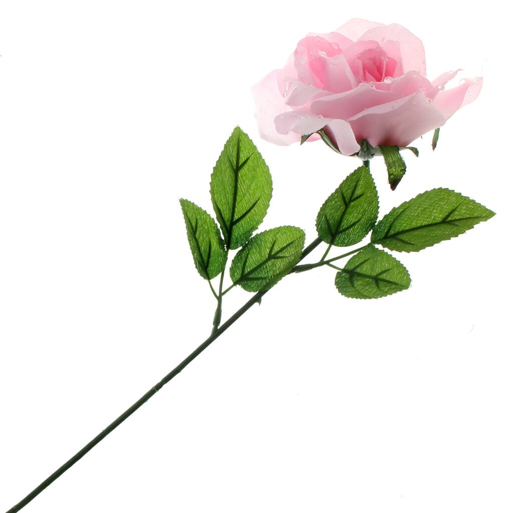 10262940.jpg img